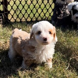 Aussiedoodle and Goldendoodle Puppies from Cosby Ranch Doodles