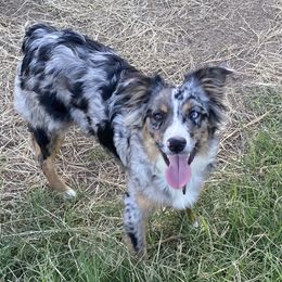 Kimber - Miniature Australian Shepherd