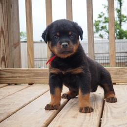 Brown - Black and mahogany male Rottweiler puppy in Cleveland, Texas from Vom Haus Fantasy Rottweiler Kennel