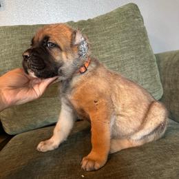 Fawn 1- Orange Collar ears are cropped - Fawn male Cane Corso puppy in Compton, California from Urban League Cane Corso