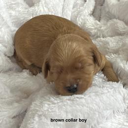 Brown collar boy - Apricot male Goldendoodle puppy in Fairfield, California from Twin Sisters Doodles