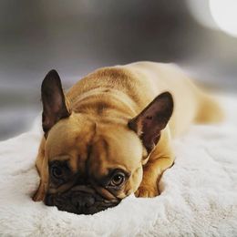 French Bulldogs from South Hill Frenchies