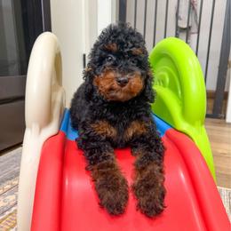 Titan - Black and tan male Cockapoo puppy in Beresford, South Dakota from DAKOTA DOOD RANCH