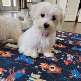 Pink Girl - White female Maltese puppy in Massachusetts from Happy Tail Yorkies and Maltese
