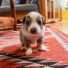 Miniature Australian Shepherd and Toy Australian Shepherd Puppies from Columbia Coast Toy & Mini Aussies