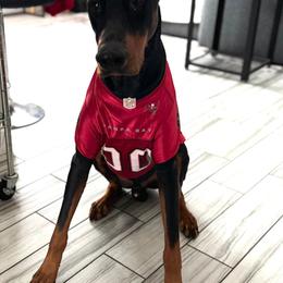 Doberman Pinscher All Grown Up from Morgan Doberman Kennel