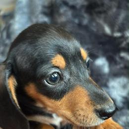 Beau Silky Wire - Black and tan male Dachshund puppy in Argos, Indiana from TKO Doxies