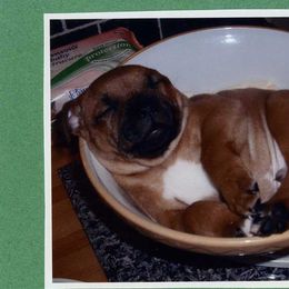Staffordshire Bull Terriers from Aran Isle Staffords