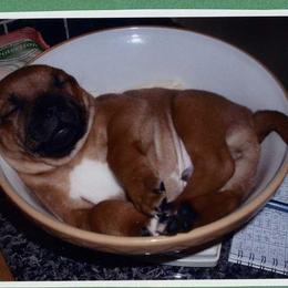 Staffordshire Bull Terriers from Aran Isle Staffords