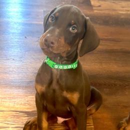 Green collar male - Red and rust male Doberman Pinscher puppy in Madison, Indiana from Jensen Dobermans and Dachshunds