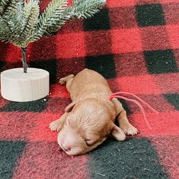 Goldendoodle and Poodle Puppies from Desert Born Kennel