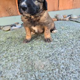 Mango - Sable female Saint Berdoodle puppy in Castle Rock, Washington from PNW Saint Berdoodles