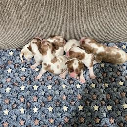 TBA - Blenheim male Cavalier King Charles Spaniel puppy in Pearl River, New York from Cooltomin Cavaliers