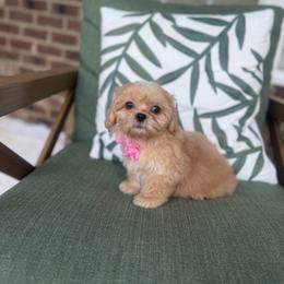 Cindy - Cream and white male Shih Tzu puppy in Burlington, North Carolina from Nancy’s Lil’Shih Tzus