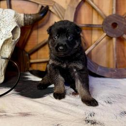 Inferno - Bi-color male German Shepherd puppy in Beech Grove, Arkansas from Ze Zadnich lesu