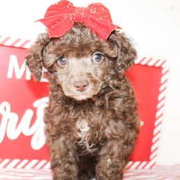 Coco - Brown female Poodle puppy in Hugo, Oklahoma from Ann R.