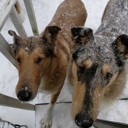 Collies from Sandra's Collies