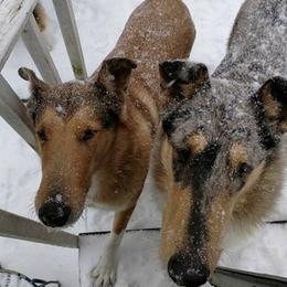 Collies from Sandra's Collies