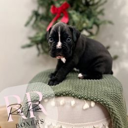 Peppermint - Brindle female Boxer puppy in Upper Sandusky, Ohio from Rock Run Homestead
