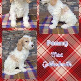 Goldendoodle Puppies from Rose's Doodles