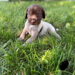 Black Male - Brown and gray male Wirehaired Pointing Griffon puppy in Williston, North Dakota from Little Muddy Griffons