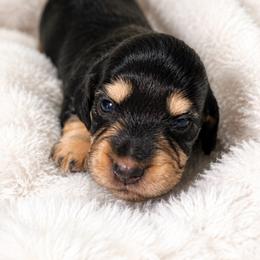 Daisy - Black and cream female Dachshund puppy in Mesa, Arizona from Dach Army LLC