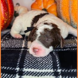 Snoopy - Parti male Goldendoodle puppy in Hobbs, New Mexico from Penny Doodles