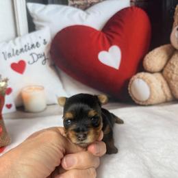 Coco 2300 - Black and tan female Yorkshire Terrier puppy in Douglas, Georgia from South Georgia Yorkies and Biewers