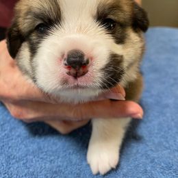 Pembroke Welsh Corgi Puppies from Silver Mae Kennel