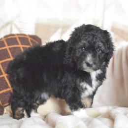 Toe - Black tri-color female Aussiedoodle puppy in Delta, Colorado from PTK Ranch