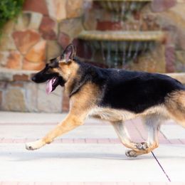 German Shepherd All Grown Up from John Moyle