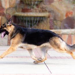 German Shepherd All Grown Up from John Moyle