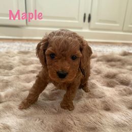 Maple (brown collar) - Red female Cockapoo puppy in Strasburg, Pennsylvania from Brook Valley Cockapoos
