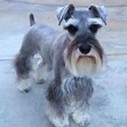 Tia - Miniature Schnauzer