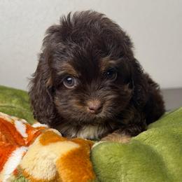 Zuri - Brown white and tan female Cockapoo puppy in Palmdale, California from Pucci Pawfect
