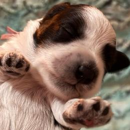 Kumari - Parti female Miniature Schnauzer puppy in Russell, Kentucky from Marjorie's Simply Schnauzer