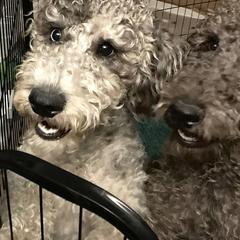 Bernedoodle and Labradoodle All Grown Up from Island View Poodles & Doodles