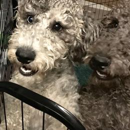 Bernedoodle and Labradoodle All Grown Up from Island View Poodles & Doodles