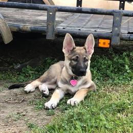 German Shepherd Puppies from Scenic City Shepherds