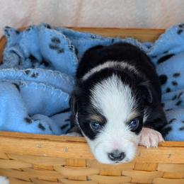 Blackberry - Black tri male Toy Australian Shepherd puppy in Lakeland, Florida from Under the Oak Aussies
