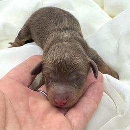 Gersen - Chocolate and tan male Dachshund puppy in Exeter, California from Sawtooth Miniature Dachshunds