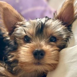 Cedar - Black and gold male Yorkshire Terrier puppy in Tyler, Texas from YorkiStars