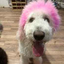 Blayke-Lynne - Labradoodle