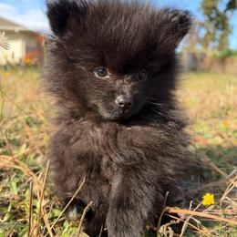 Charm - Black male Pomeranian puppy in Scio, Oregon from Mac Daddy Poms