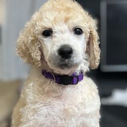Purple Collar - Cream Poodle puppy in Melbourne, Florida from A&J Poodles