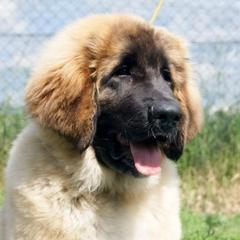 Leonbergers from BellaWood Leos