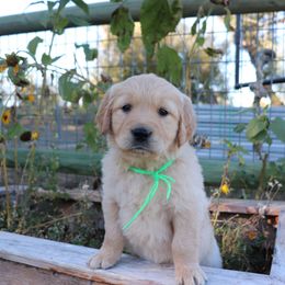 Lurvy - Golden male Golden Retriever puppy in Great Falls, Montana from VS Golden Fields