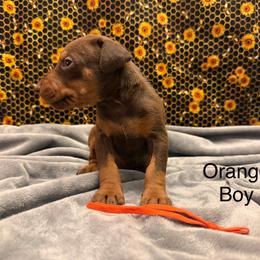 Orange Boy - Red and rust male Doberman Pinscher puppy in Knox, Indiana from Double River Dobermans