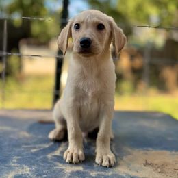 Yellow boy 1 - Yellow male Labrador Retriever puppy in Houston, Texas from CMJ Kennels