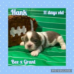 Hank - Blue and white male Shih Tzu puppy in Beatrice, Nebraska from I Shih Tzu Not Puppies